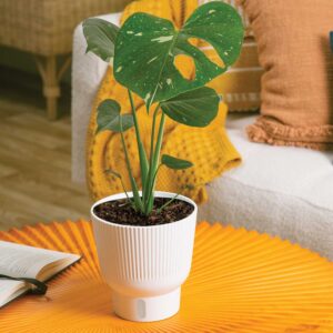 ‘Thai Constellation’ Photos courtesy of Costa Farms.