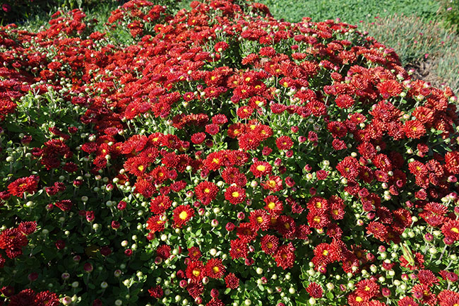 Dendranthema 'Firedance Igloo'