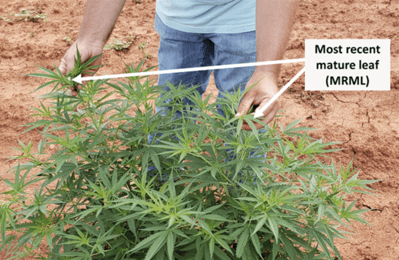 NC State Releases Nutrient Reference Ranges for Floral Hemp