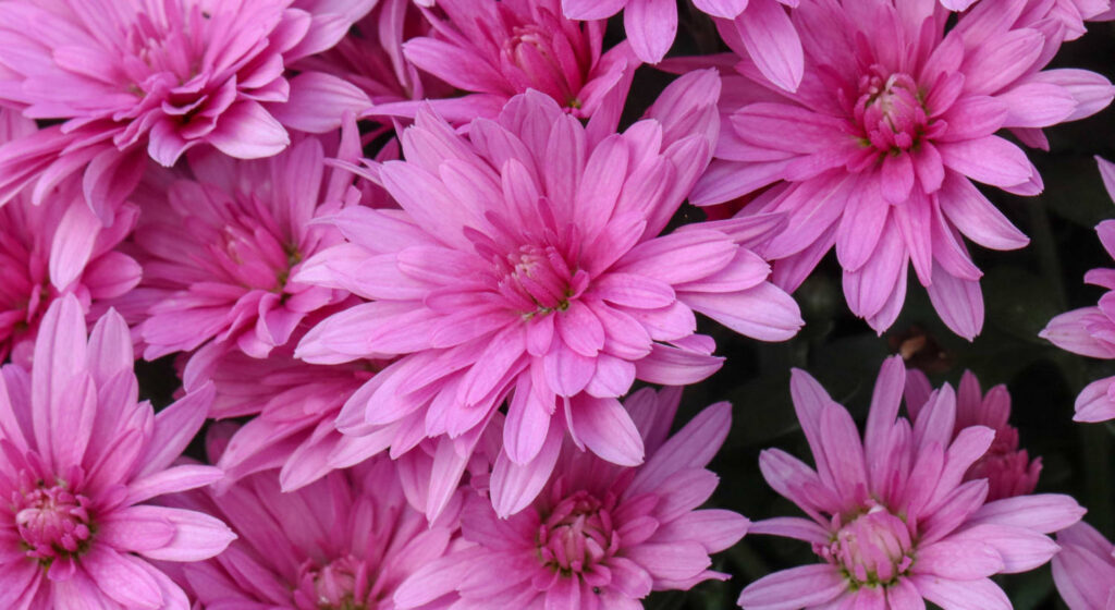 Ball Releases 2021 Mum Catalog