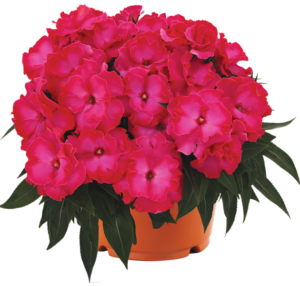 New Guinea impatiens Roller Coaster - Dümmen Orange