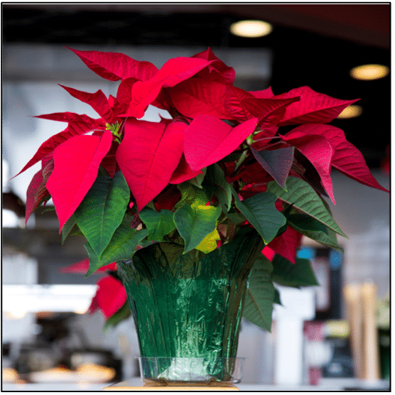 NGB Helps Educate Millions of Consumers on Poinsettias