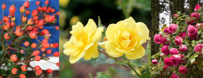 Not Your Grandmother’s Roses