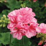 AAS_Geranium-Big-EEZE-Pink-Batik-Dümmen-Orange_GPN-2024