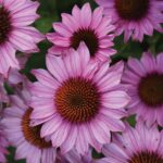 CSU-Trial-Garden_Echinacea-SunMagic-Vintage-Fuschia--Flamingo-Holland-Bull-Breeding
