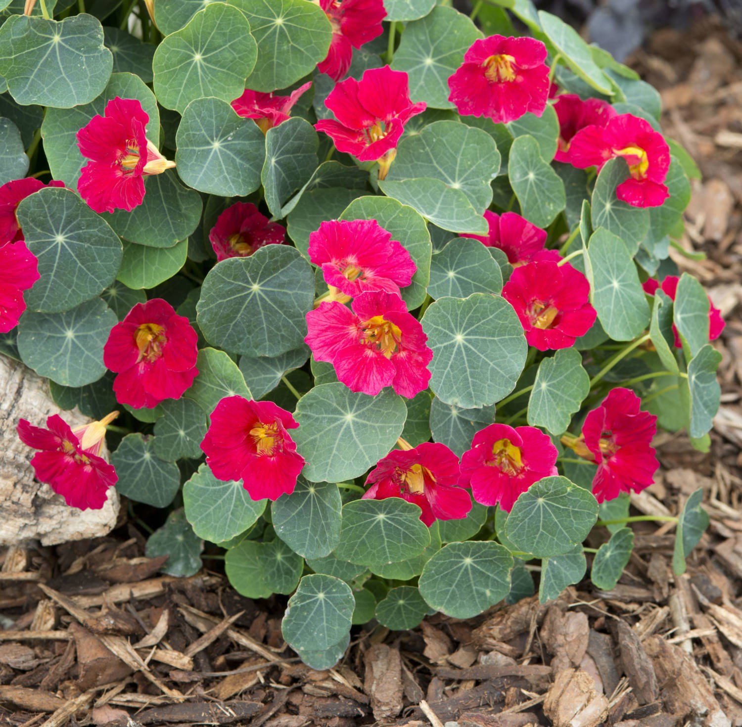 Nasturtium Baby Rose Takii - All-America Selections
