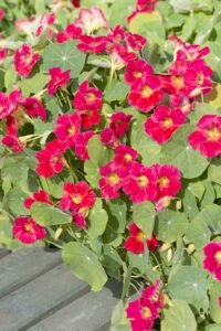 Nasturtium-Tip-Top-Rose