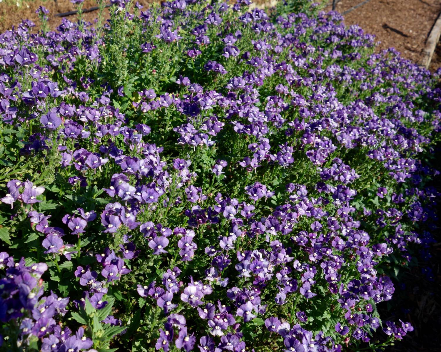 Nemesia Nesia Denim - Danziger