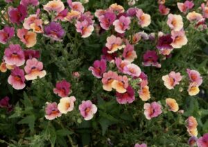 Nemesia Nesia - Danziger