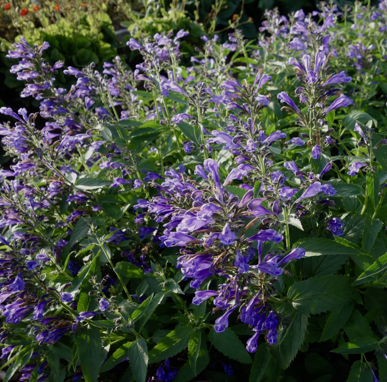 nepeta - Darwin Perennials