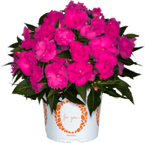 New Guinea Impatiens Roller Coaster Hot Magenta Dümmen Orange