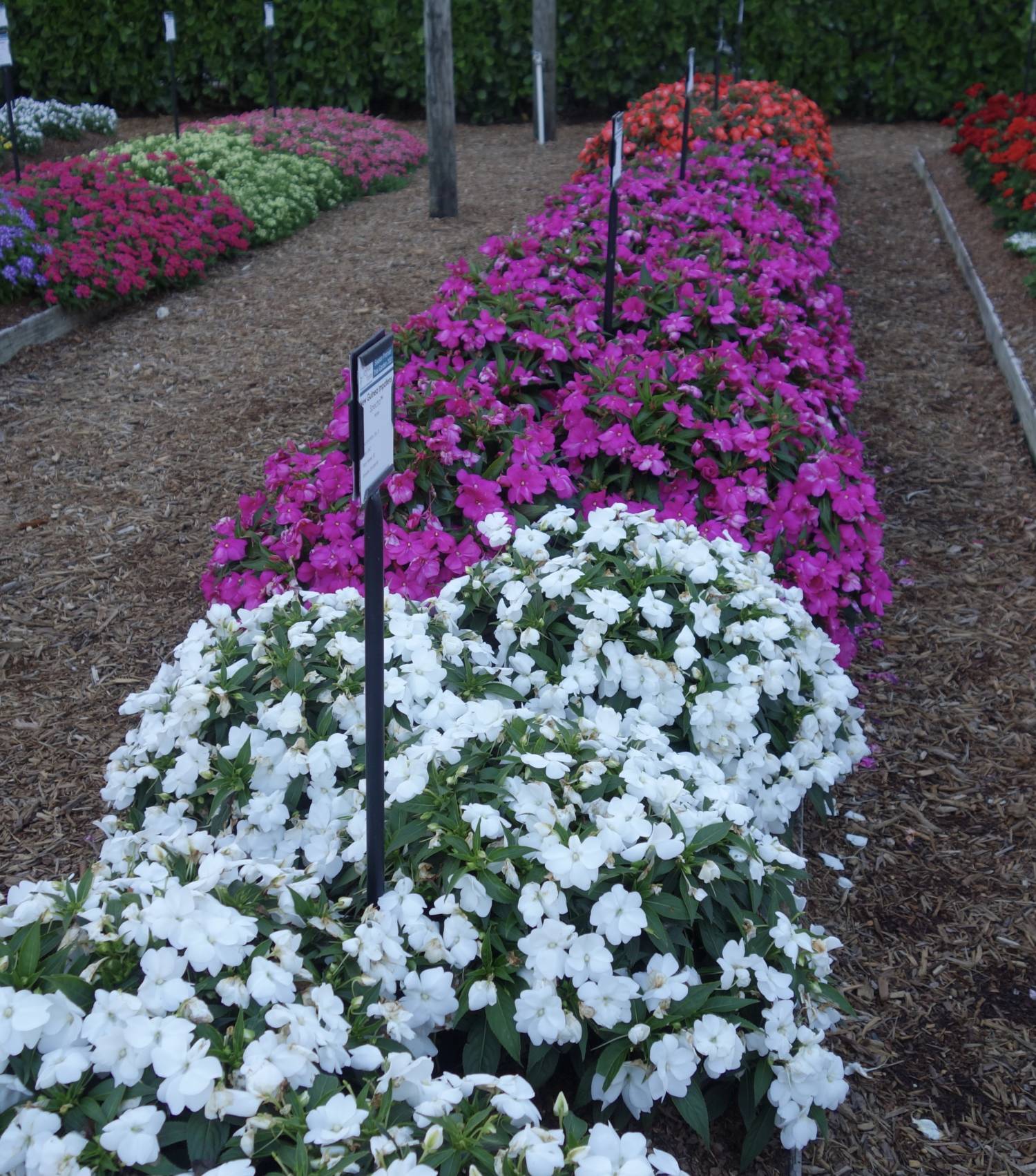 Spectra New Guinea impatiens