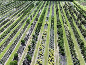 A Homestead, Florida nursery up for auction