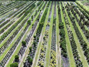 Homestead Nursery_Aerial