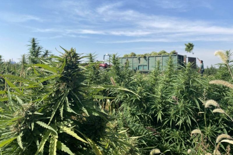 Organic Hemp Production