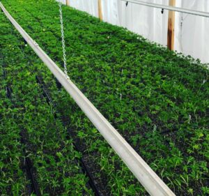 clone bench at NuuMe Organics