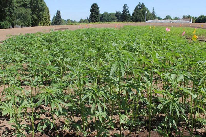 Scientists Focus on Weed Control to Support Hemp Market