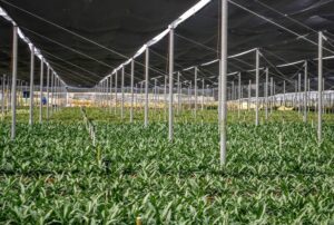 OSV in Costa Rica uses environmentally friendly growing methods to protect the health of the employees, local residents and the ecosystem.
