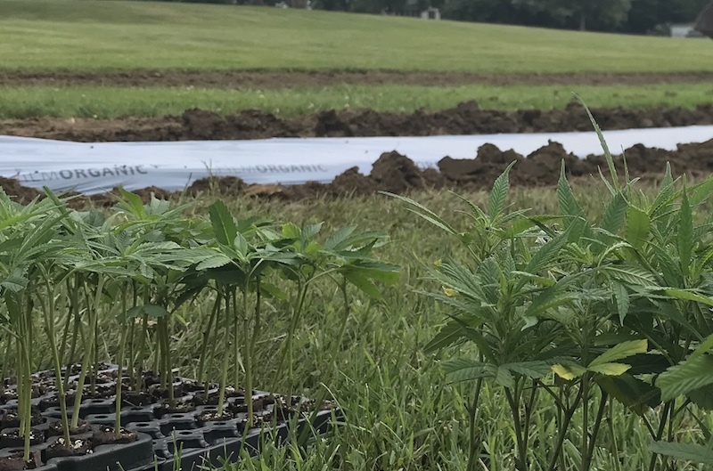 Ohio Hemp Licensing Opens in November