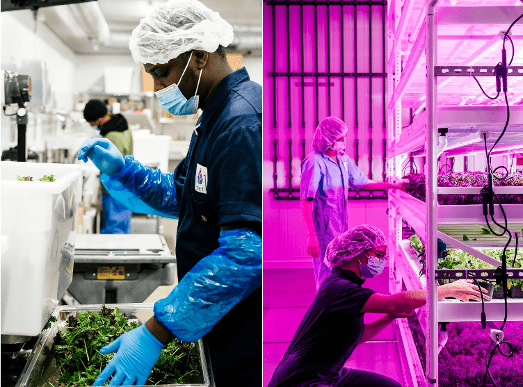 OptimIA, AU/LAB Partner on Labor Survey for CEA Leafy Greens Production
