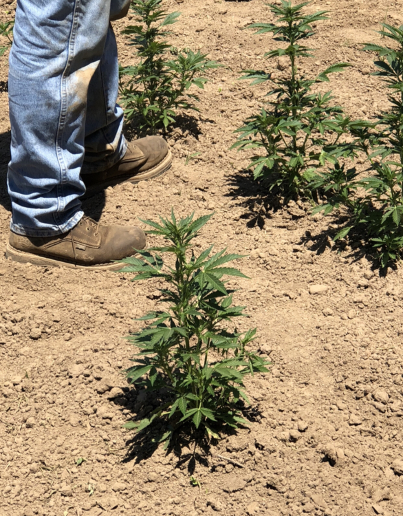 Oregon Department of Agriculture Receives Approval on Plan to Regulate Hemp Production