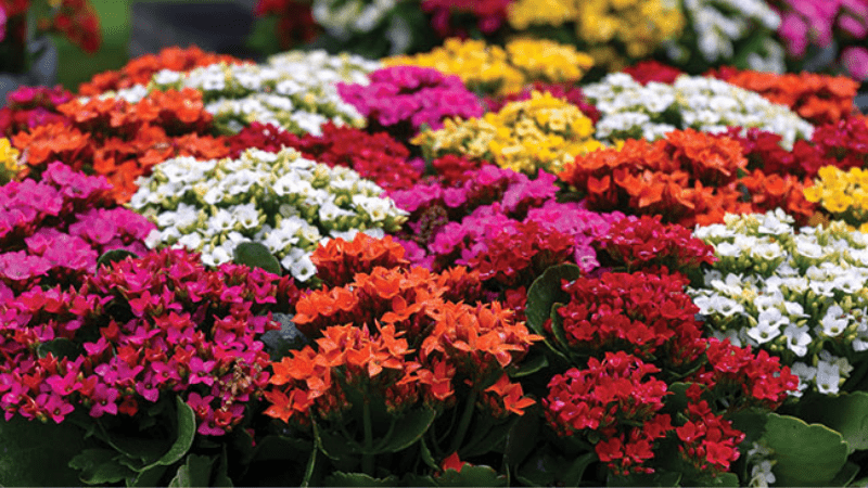 Ornamental floriculture-Part 1