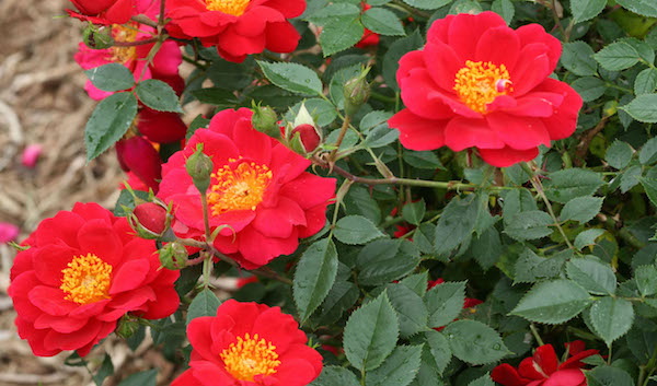 Oso Easy Urban Legend Rose Wins Award at Biltmore Trials