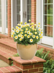 Proven Winners osteospermum