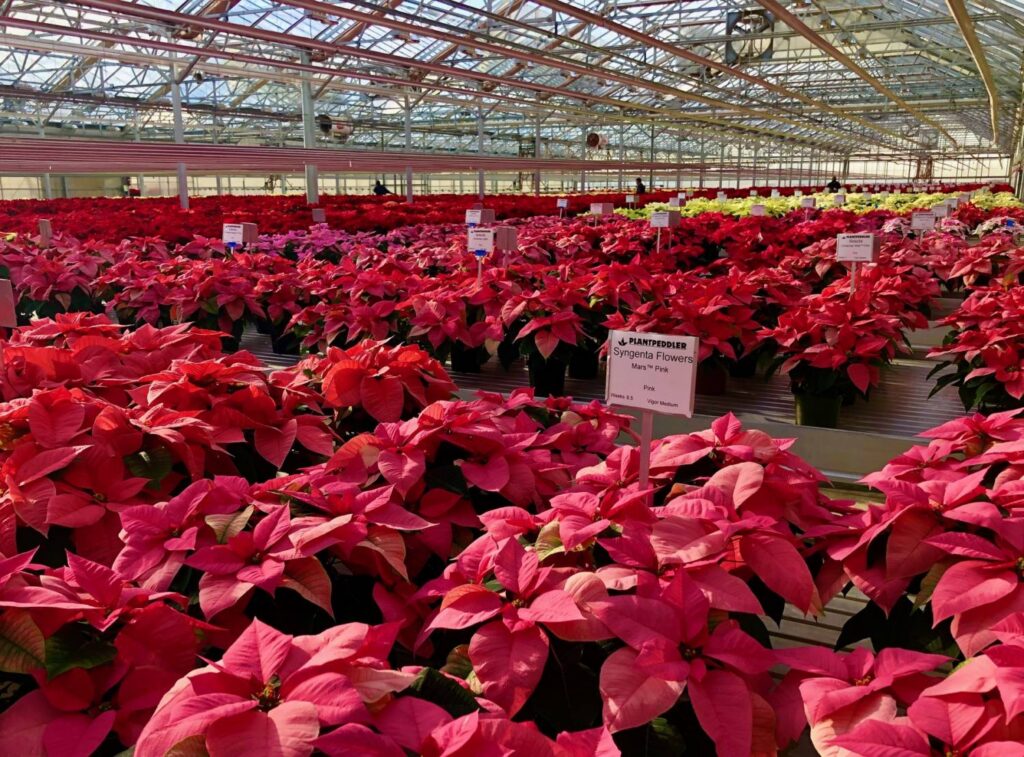 Plantpeddler Releases Poinsettia Variety Day Trial Results
