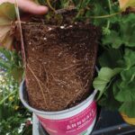 This image shows a plant that has not been watered enough and the media is still dry in parts of the pot. Photo provided by Brian Krug.