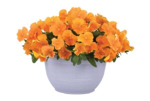 Orange pansies in a white pot