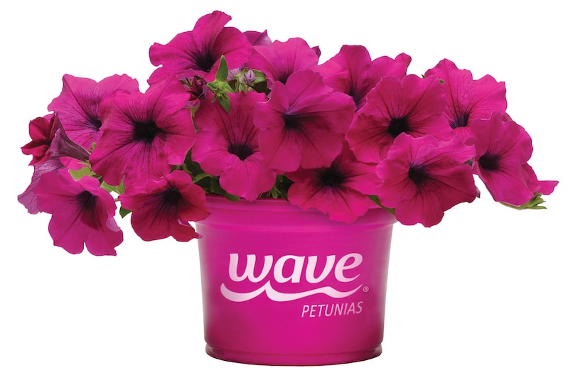 Wave Petunias Relaunches Website