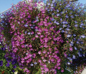 Passion Combo Lobelia Rift Mix by Westhoff