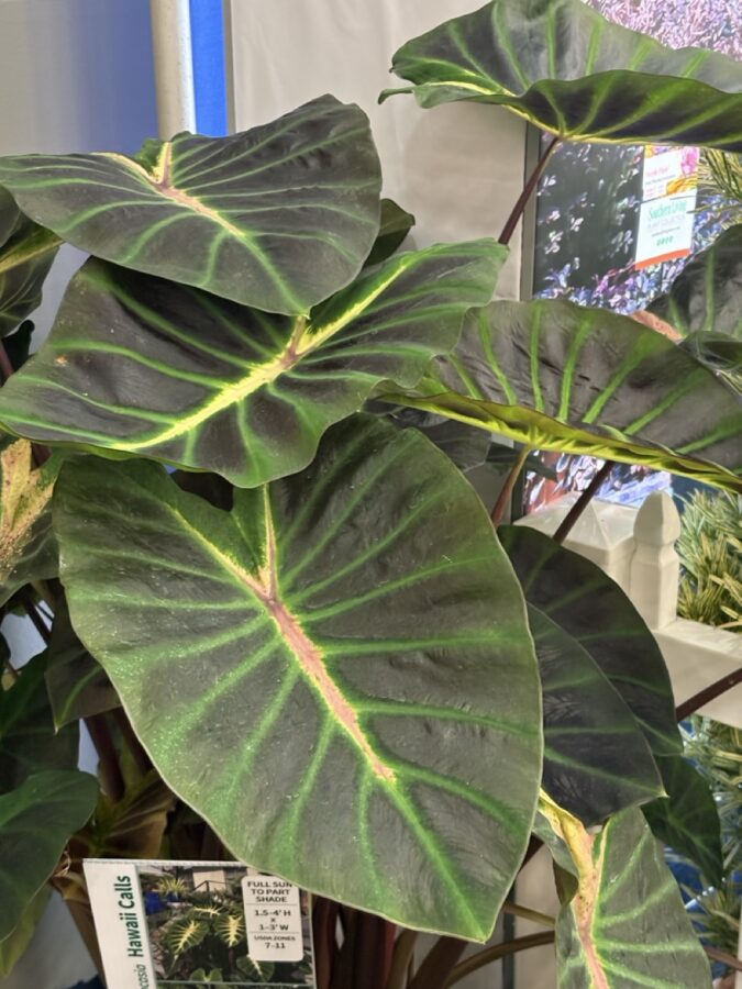 colocasia plant