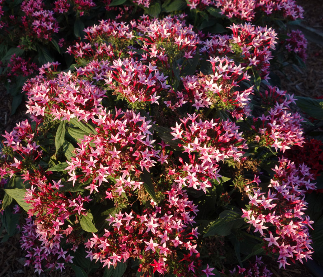 PENTAS-STARCLUSTER-CASCADE-PINK-BICOLOR---SYNGENTA-,-Vaughns-View,-June-22