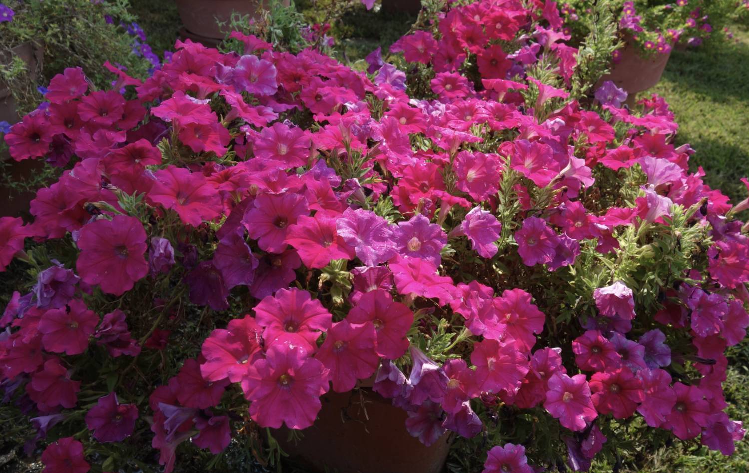Durabloom petunia