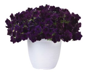 Dark purple pansies in a white pot.