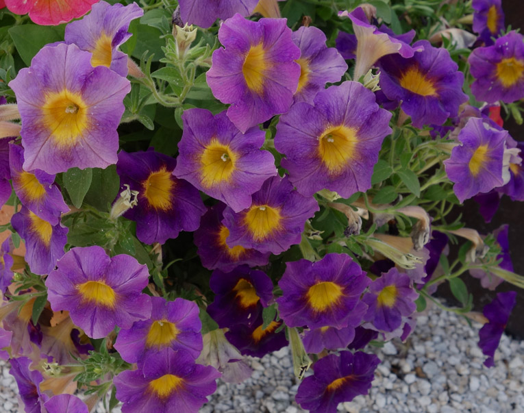 PETUNIA-FUNHOUSE-AMETHYST-SUNRISE---SYNGENTA-,-Vaughns-View---June-22