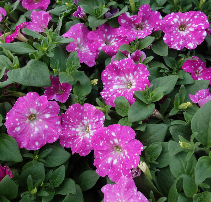 PETUNIA-HEADLINER-LIGHT-PINK-SKY--SELECTA-ONE,-Vaughns-View,-June-22