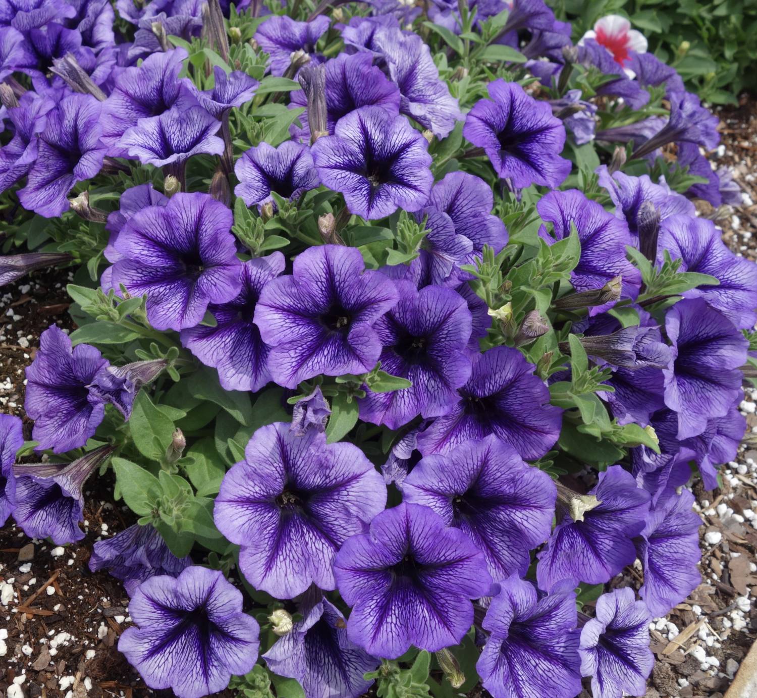 Tea petunia