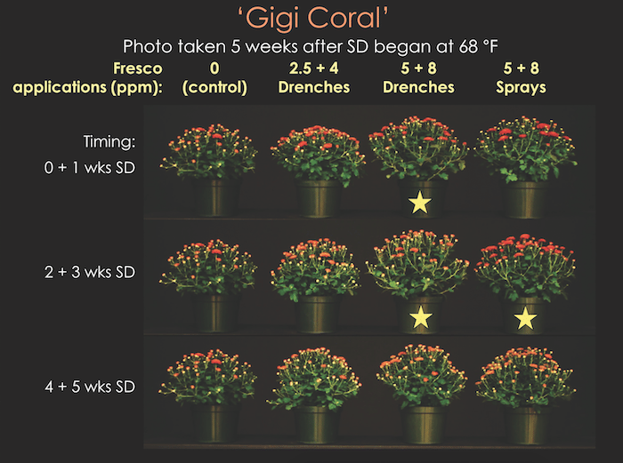 Increasing Height of Chrysanthemum with PGR Drenches