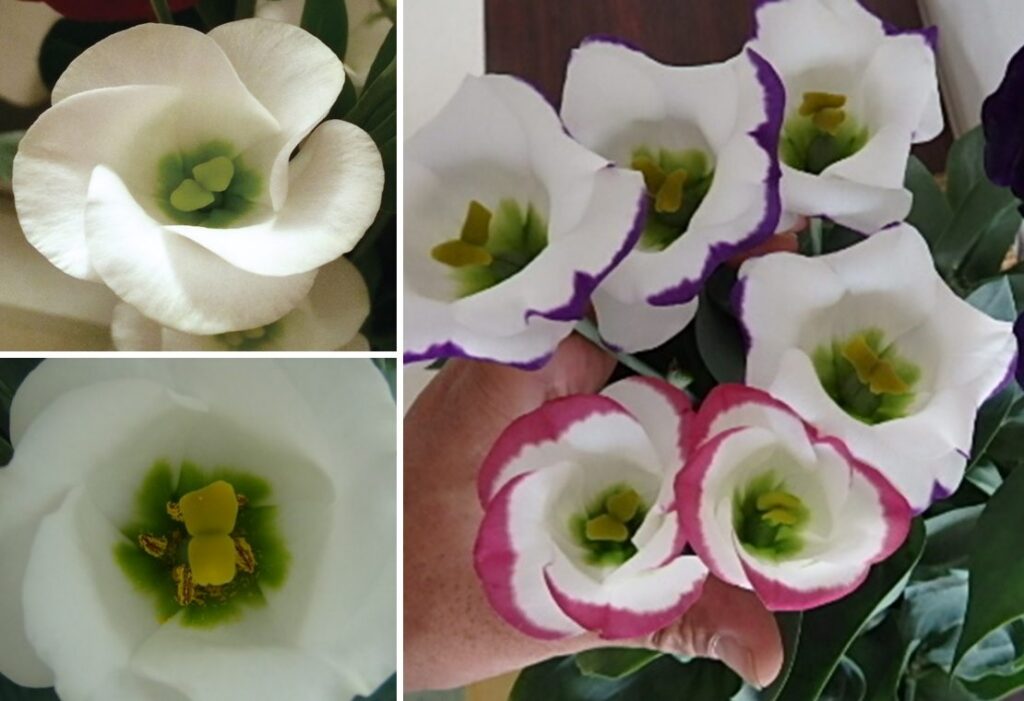 Sakata Develops Pollen-Free Lisianthus