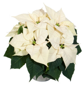 'Christmas Glory White'