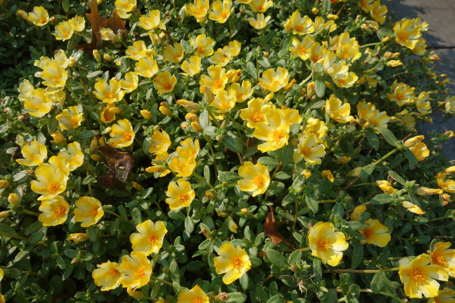 Colorblast portulaca