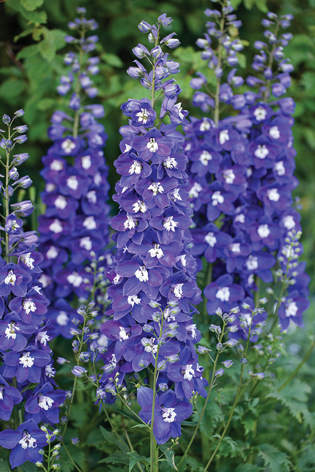 DELPHINIUM ‘DELGENIUS BLUE FABULOSA’