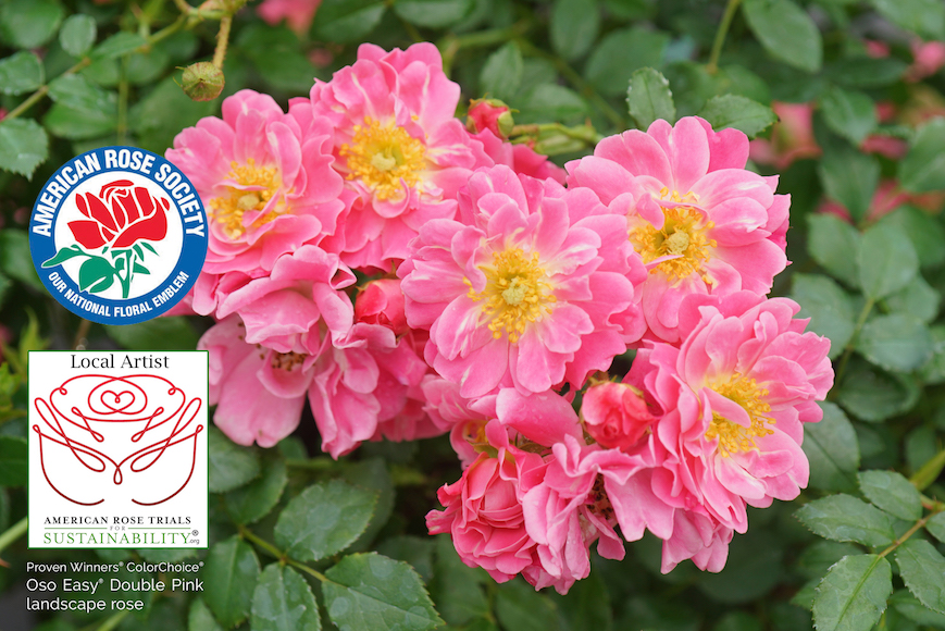 Proven Winners ColorChoice Rose Receives Trials Honors