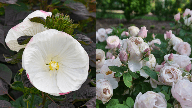 The official list of 2025 new varieties from Proven Winners