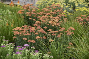 PW_24 Pantone Color of Year_Achillea hybrid Firefly Peach Sky 11272 A