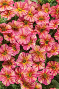 Superbells Tropical Sunrise Calibrachoa