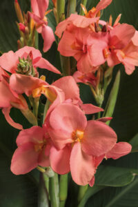 Toucan Coral Canna
